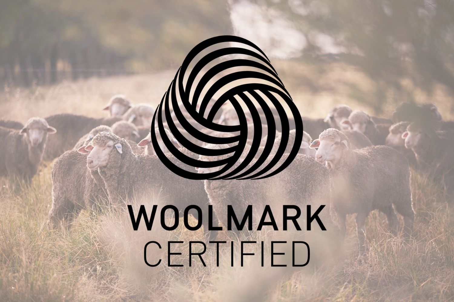 Stado owiec pasących się na polu z logo Woolmark Certified i tekstem nałożonym na środku obrazu.